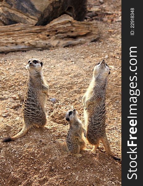 Meerkats, standing on his hind legs and looking around. Meerkats, standing on his hind legs and looking around