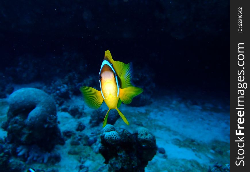 A yellow Clownfish in the Red Sea. A yellow Clownfish in the Red Sea