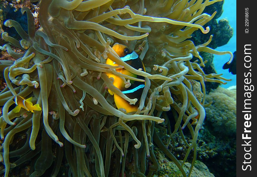 A yellow Clownfish in the Red Sea, hiding behind a sea anemone. A yellow Clownfish in the Red Sea, hiding behind a sea anemone