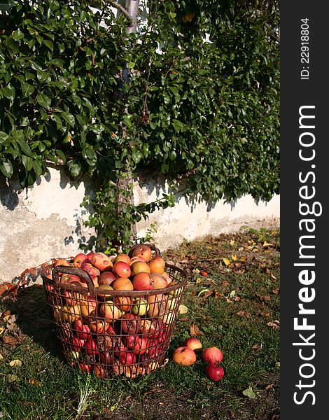 Apples in a basket in autumn. Apples in a basket in autumn