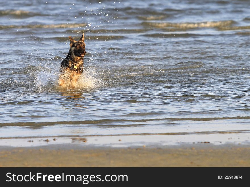 A young German Shepherd playing in the water at the beach. A young German Shepherd playing in the water at the beach