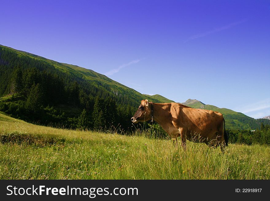 Cow on alpine pasture in switzerland
