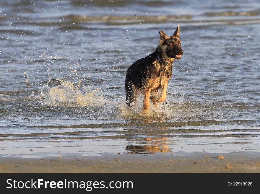 A young German Shepherd playing in the water at the beach. A young German Shepherd playing in the water at the beach