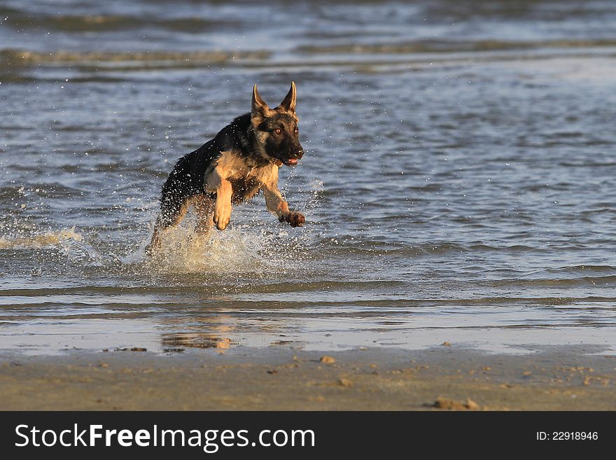 A young German Shepherd playing in the water at the beach. A young German Shepherd playing in the water at the beach