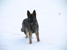 German Shepherd In Winter. Stock Photography