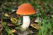 Orange-cap Boletus Mushroom Royalty Free Stock Photography Orange-cap Boletus Mushroom Royalty Free Stock Photography