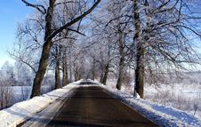 Trees In The Snow Stock Photography