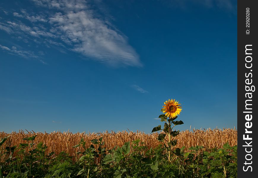 Field of wheat, sunflower