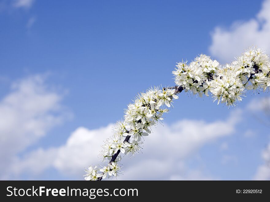 White Flower Against Sky