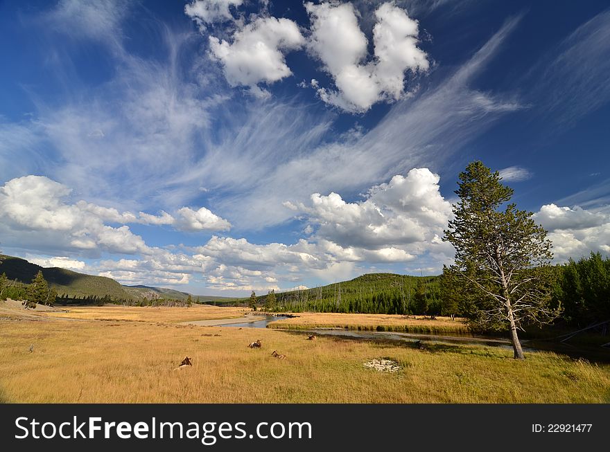 Deer relaxing in a meadow at Yellowstone