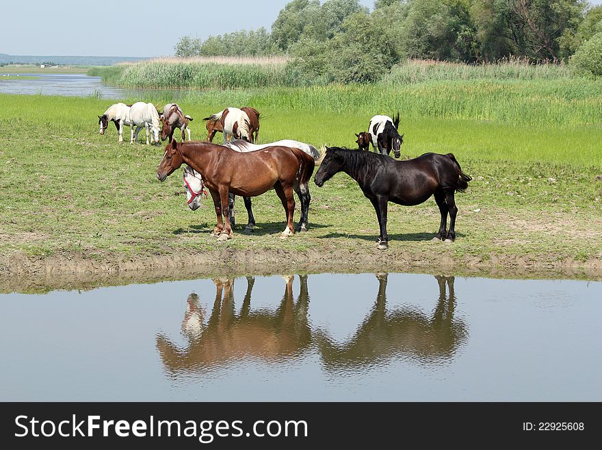 Horses standing on river