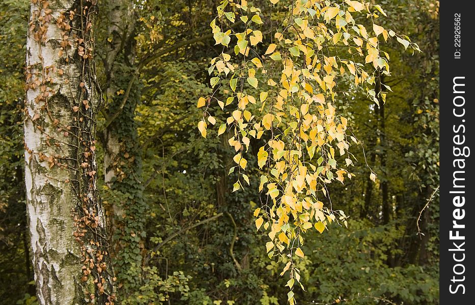 Beautiful birch tree in Autumn. Beautiful birch tree in Autumn