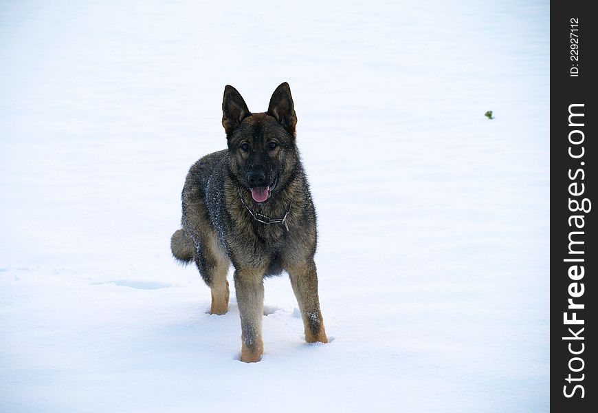 Young german shepherd stands in snow. Young german shepherd stands in snow.