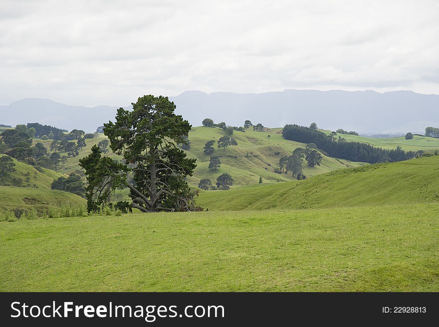 New Zealand landscape with big trees in the field on the background of hills