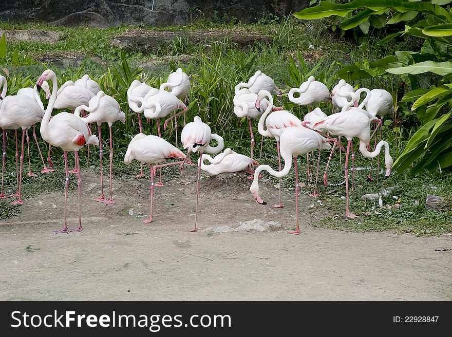 Flamingos stand on the grass in the park