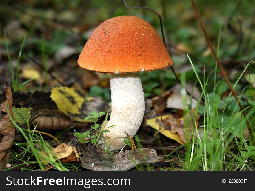 Orange-cap boletus mushroom in the background of grass and fallen leaves