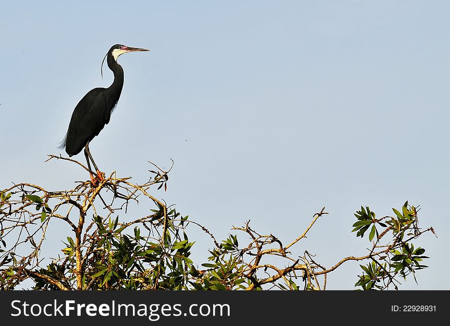 An egret perched at the top of a tree. An egret perched at the top of a tree.