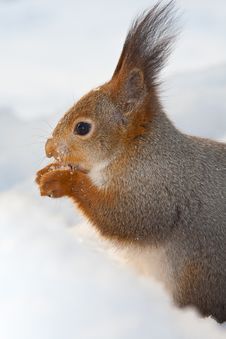 Squirrel On Snow Stock Photography