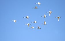 Tundra Swans In Flight Stock Photos