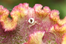 Female Crab Spider Royalty Free Stock Photos