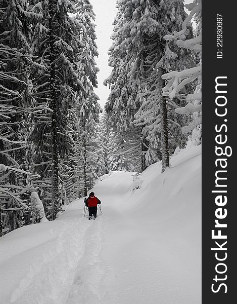 Trekkers in snow-covered spruces in the forest