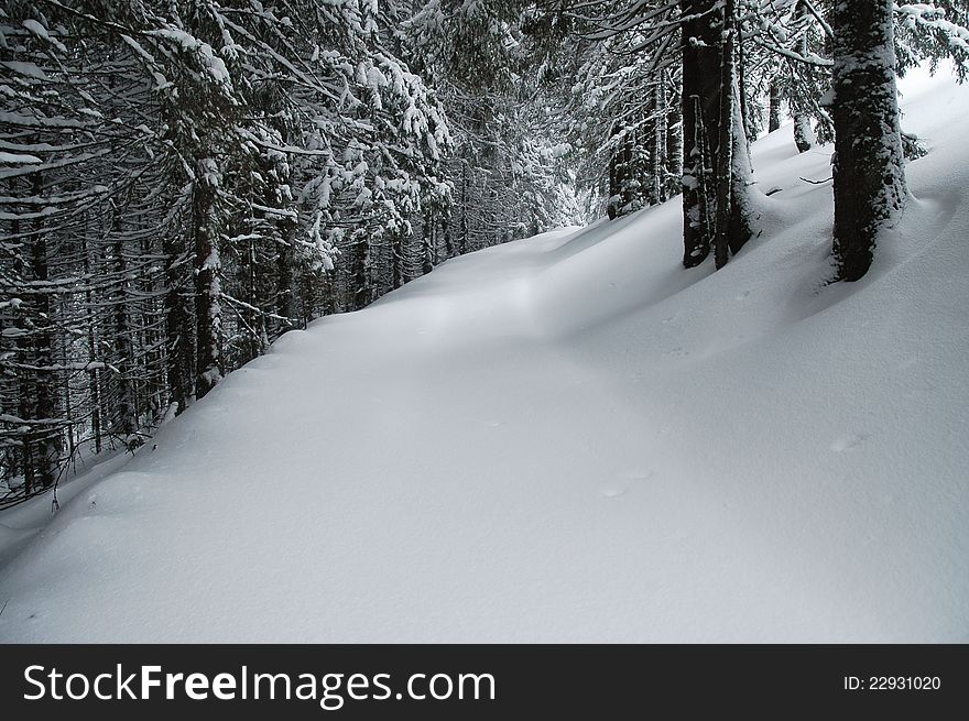 Snow-covered spruces in the mountains