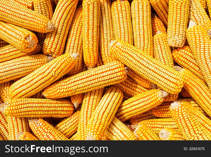 Image of Corn for background. Image of Corn for background