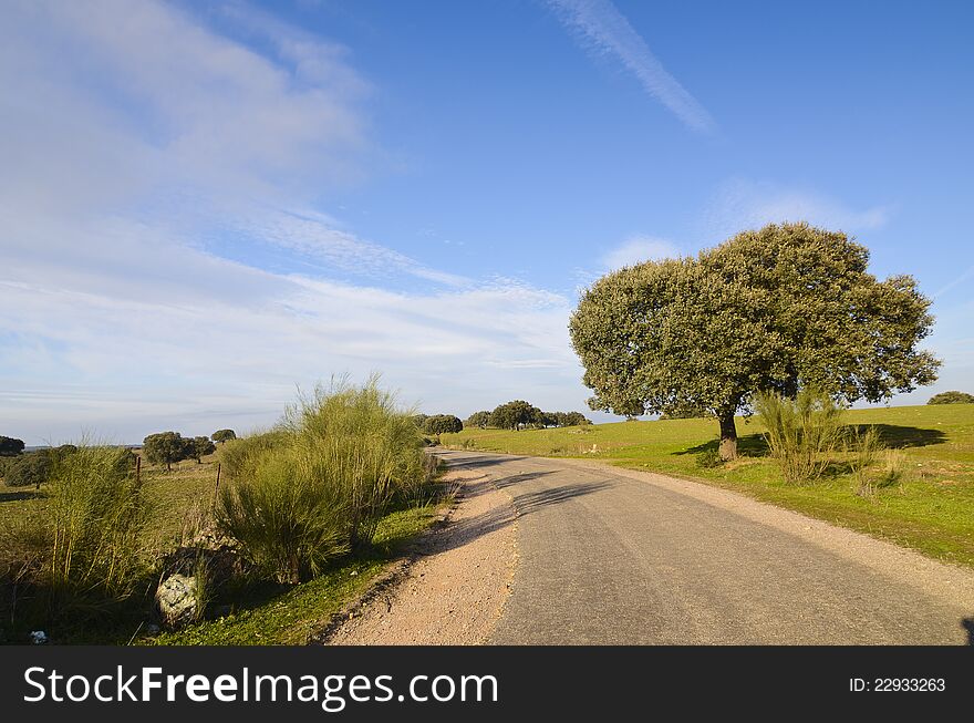 Quercus suber and a road