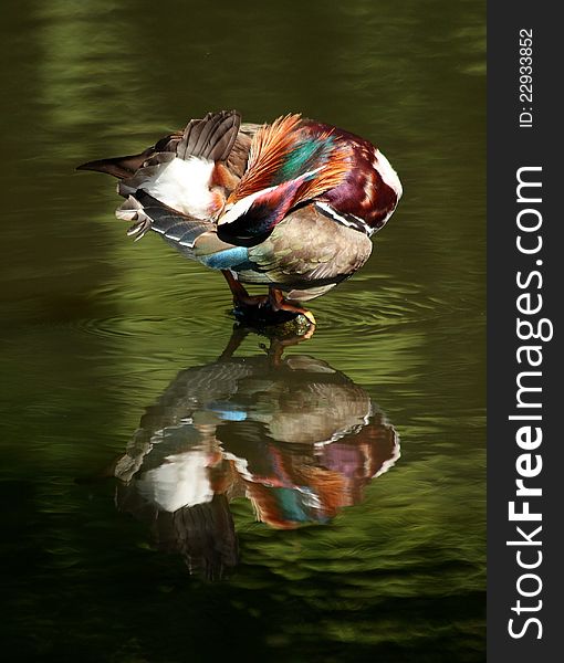 Mandarin duck cleaning its feathers, standing in the water