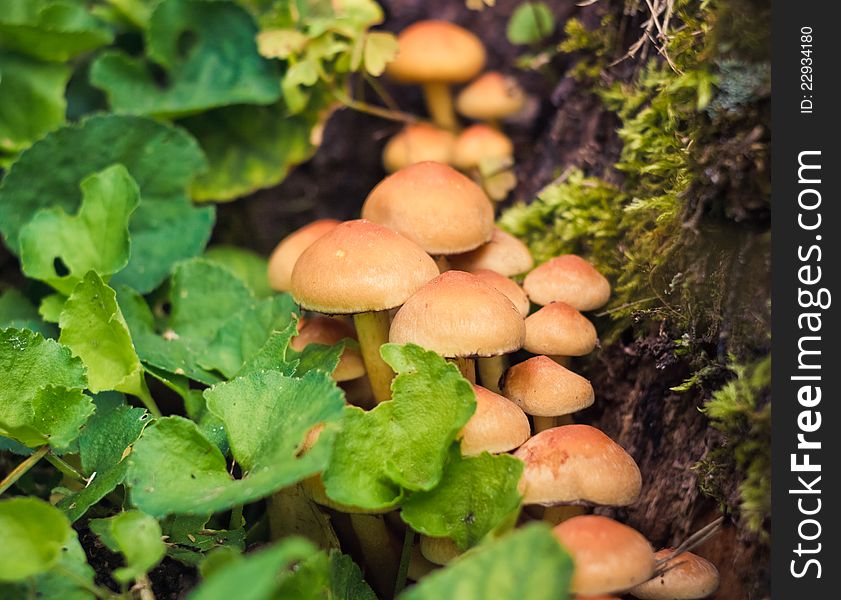 Wild Mushrooms In Forest Setting