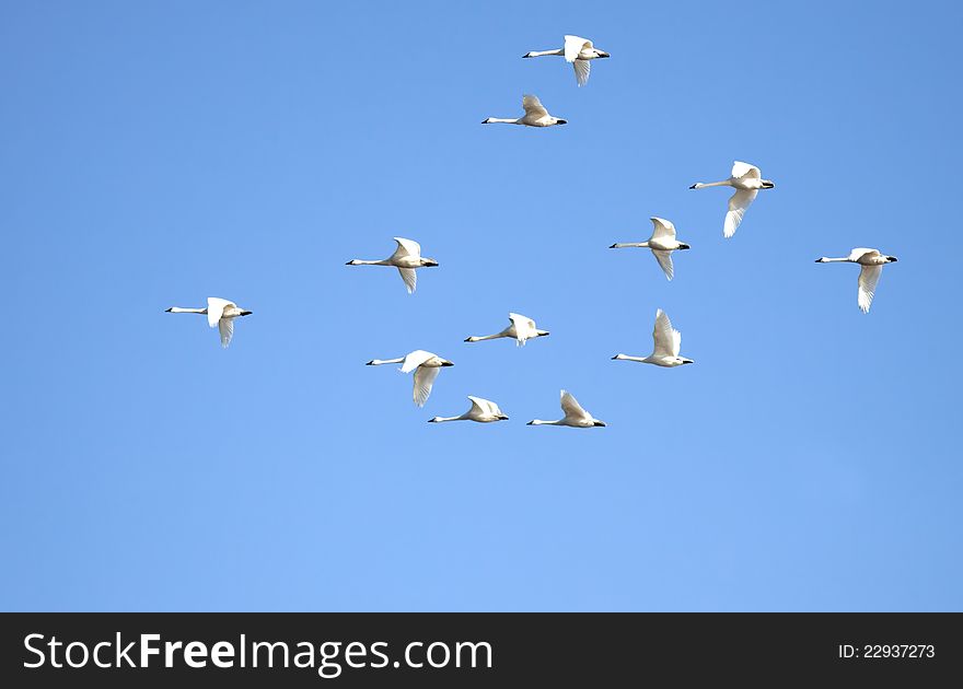 Tundra Swans flying in a clear blue sky. Tundra Swans flying in a clear blue sky.