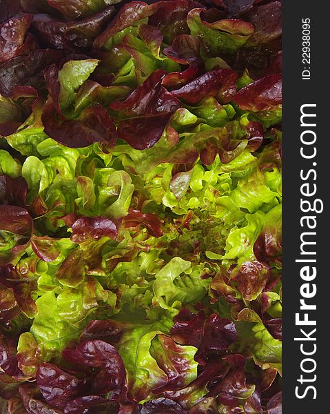 Lettuce closeup as a background