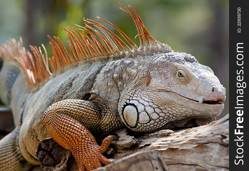 Rare animal iguana color orange