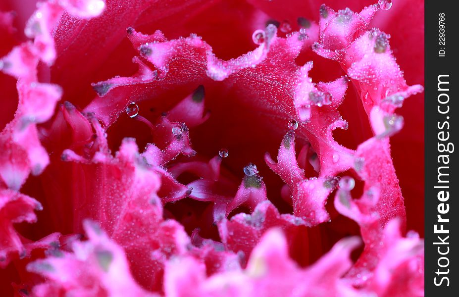 Flower color pink fresh drop. Flower color pink fresh drop