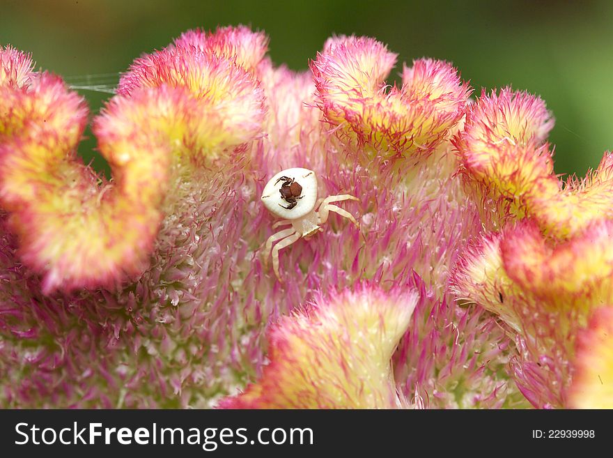 Female crab spider (Misumena vatia) with a small spider on it