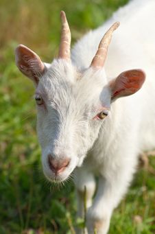 A Goat Grazing In The Meadow Stock Photos A Goat Grazing In The Meadow Stock Photos