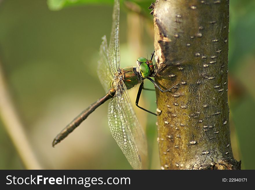 Dragonfly with green eyes sitting in a tree. Dragonfly with green eyes sitting in a tree