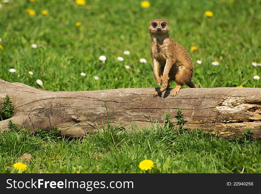 Meerkat in the spring at the zoo. Meerkat in the spring at the zoo