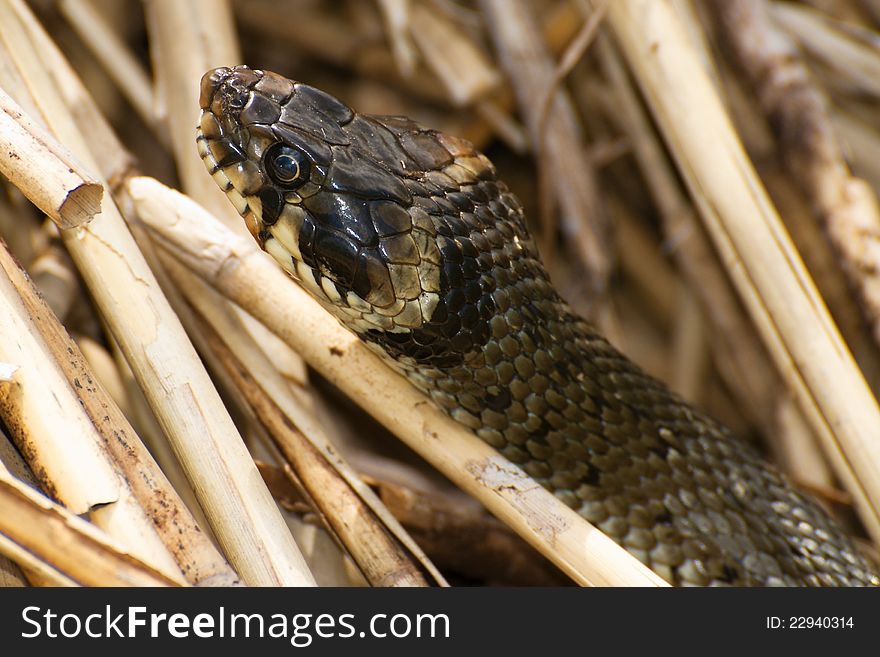 Detail of head Natrix natrix in the reeds