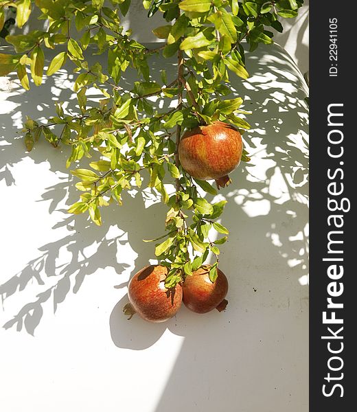 Pomegranate branch on white wall backrgound. Pomegranate branch on white wall backrgound