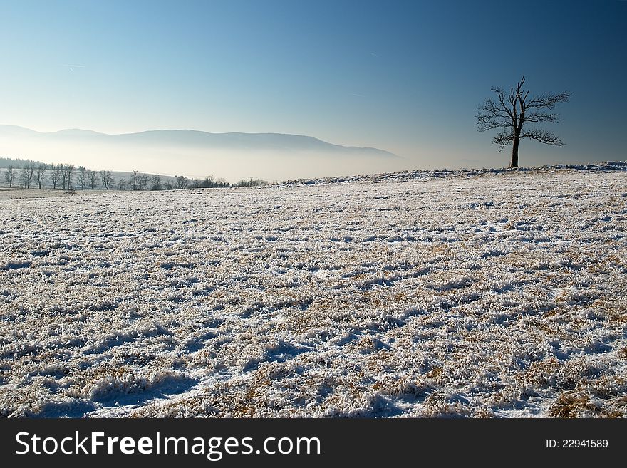 A lone tree in winter landscape