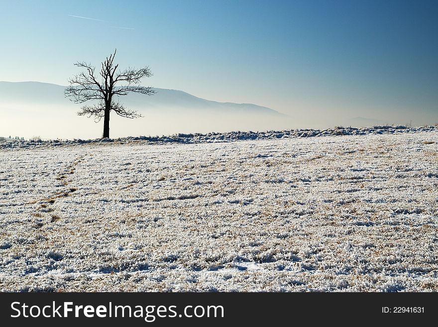 A lone tree in winter landscape