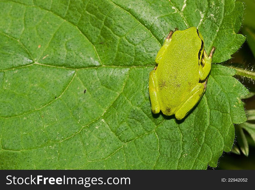 Young tree frog sitting on leaf. Young tree frog sitting on leaf