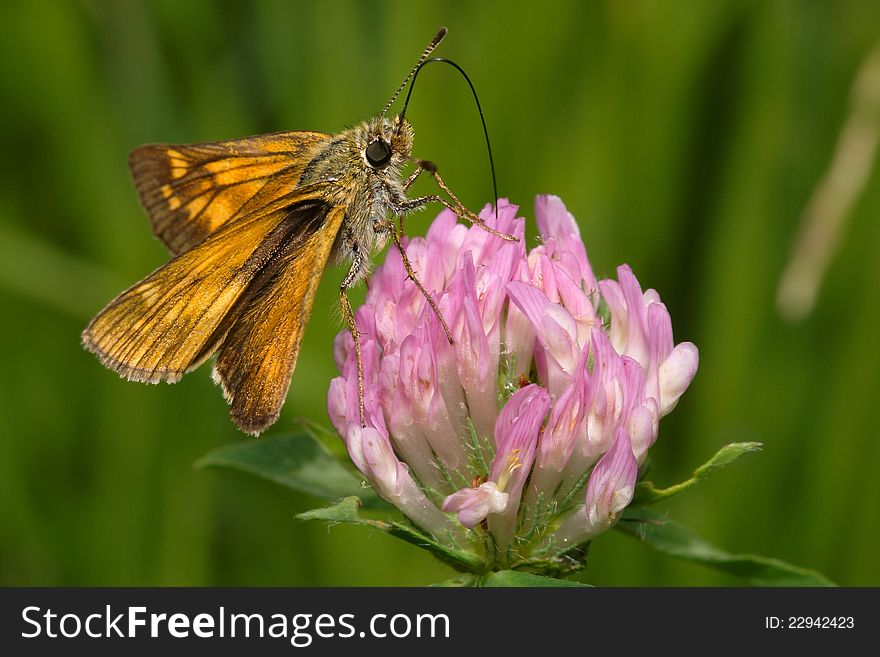 A small brown butterfly with a long stalk of a flower sucks. A small brown butterfly with a long stalk of a flower sucks