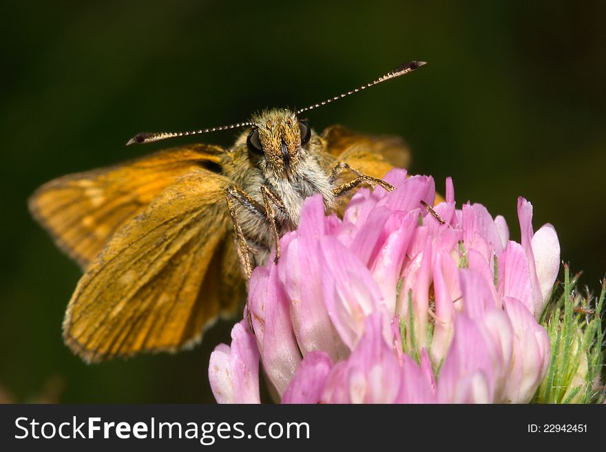 Portrait of a butterfly from flower sucking. Portrait of a butterfly from flower sucking