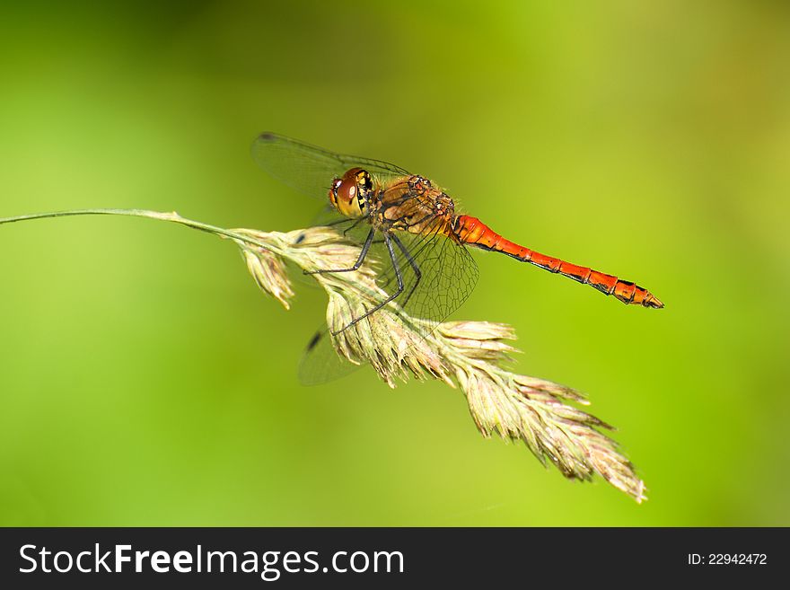 Red dragonfly resting on the cob. Red dragonfly resting on the cob