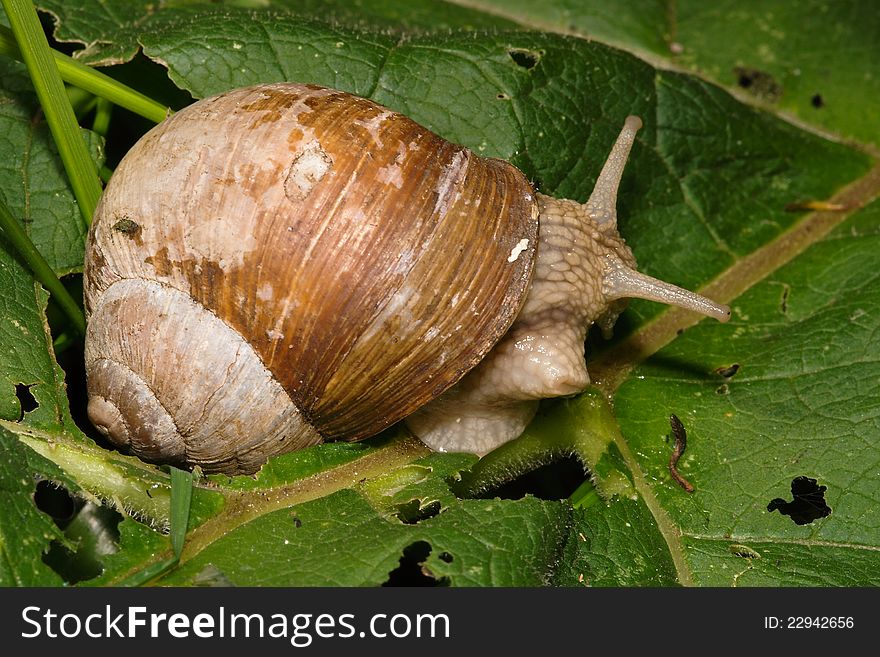 Big snail Helix genus on green leaves. Big snail Helix genus on green leaves