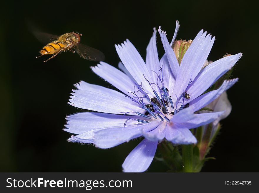 Episyrphus balteatus flying the blue flower. Episyrphus balteatus flying the blue flower