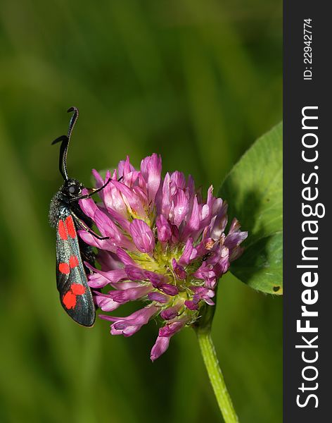 Zygaena filipendulae sitting on a purple flower