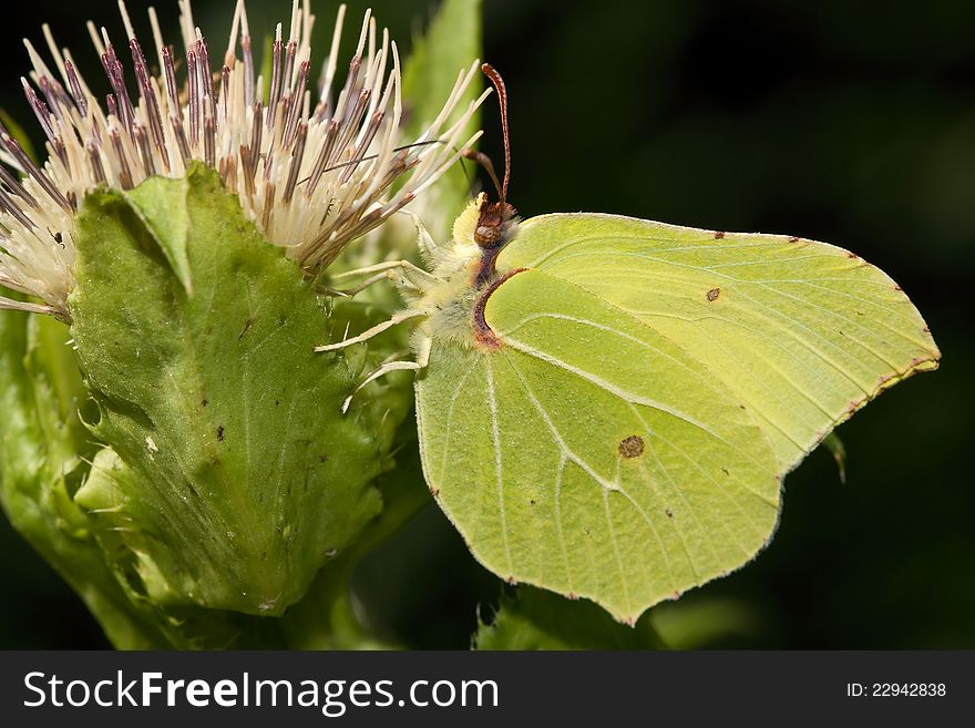 Butterfly Gonepteryx rhamni sucking on a flower